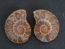 Small Ammonite Fossil Pair