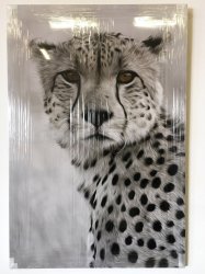 Cheetah - Box Framed Print On Canvas - New Stock