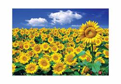 Puzzlelife Sunflower Field 3 1000 Piece - Large Format Jigsaw Puzzle. Can Be Enjoyed By All Generation. Beautiful Decoration Pleasant Play