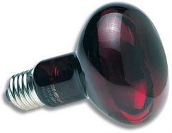 Zoo Med Nocturnal Infrared Incandescent Heat Lamp 75 Watts
