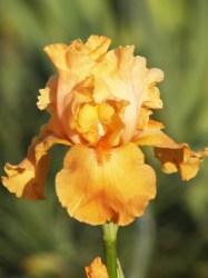 Iris Plants: Spanish Gift - Rich Burnt Orange Flowers Warm Eyecatching Colour