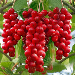 Seeds For Africa Chinese Magnolia Vine - Schisandra Chinensis - Edible Fruit - Seeds - 10 Seeds