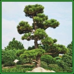 Pinus Nigra - 50 Bulk Seeds - Austrian Pine - Evergreen Tree - New