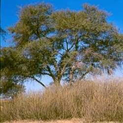 10 Acacia Erioloba Seeds - Kalahari Camel Thorn Kameeldoring Tree Seeds - Hardy Indigenous
