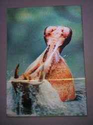 Hippopotamus With Open Mouth - 3D Lenticular Postcard Greeting Post Card