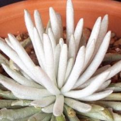 10 Senecio Scaposus Seeds - Silver Coral Plant- Indigenous South African Native Succulent Seeds