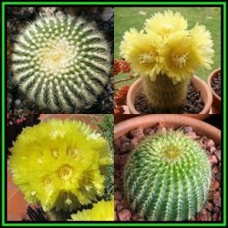 Parodia Leninghausii - 100 Bulk Seed Pack - Verified Seller - Exotic Succulent Cactus - New