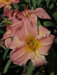 Daylily Plants: 'aviance' Soft Peach Coloured Flowers Medium Height Limited