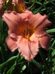 Daylily Plants: 'frank Gladney' - Huge Broadleaved Soft Peachy Pink Blooms Limited Availability