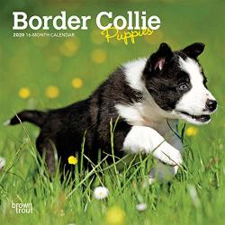 Border Collie Puppies 2020 7 X 7 Inch Monthly MINI Wall Calendar Animals Dog Breeds Collie Puppies