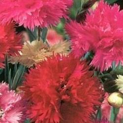 50 Dianthus Chinensis Seeds - Double Gaiety Mix - Sow Spring - Annual Seeds
