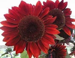 Red Sun Sunflower - Helianthus Annuus - Annual Flower - 10 Seeds