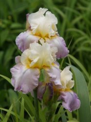 Iris Plants: 'dream Touch' - Soft Yellow Standards On Rose Lavender Falls. Yellow-orange Beard.