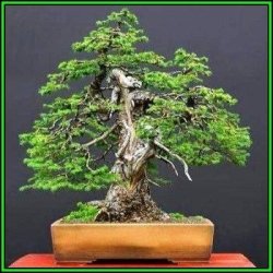 Picea Jezoensis - Jezo Spruce Bonsai - 10 Seeds + Gifts Seeds + Bonsai Ebook New