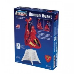 Lindberg Human Heart