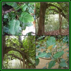Ficus Trichopoda Swamp Fig Tree 10 Seed Pack Indigenous Evergreen - Attracts Birds - New