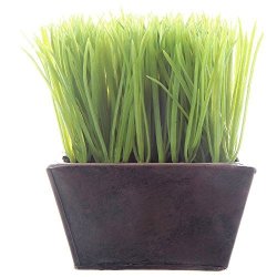 Green Plastic Wheat Grass Planter - 5 1 2"L X 5 1 2"W X 7"H