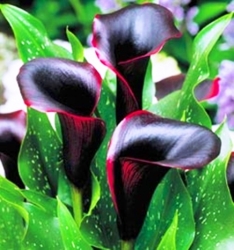 Zantedeschia - Black Arum Lily Seeds 10 Seeds