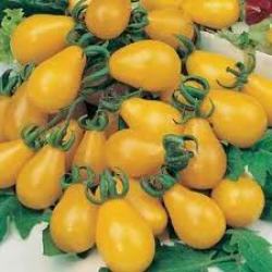 Tomato Varieties - Yellow Pear Tomato Seed Pack 20 Seeds