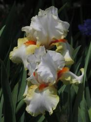 Iris Plants: 'halloween Halo' - Pure White & Amber Yellow Bright Orange Beard - Fragrant