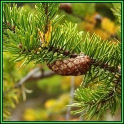 Pinus Banksiana - 50 Bulk Seeds - Jack Pine Tree Or Shrub New