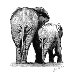 Elephants Art Print - A2