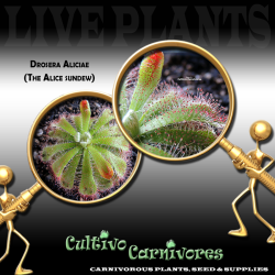 Drosera Aliciae Live Plant Carnivorous Plants & Seeds Sundew
