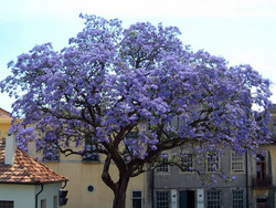 Seeds For Africa Royal Paulownia Empress Tree - Paulownia Tomentosa - 20 Seeds - Worlds Fastest Growing Tree