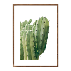 Billberry Cactus - A4
