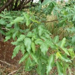 10 Heteromorpha Arborescens Seeds - Parsley Tree Seeds - Indigenous