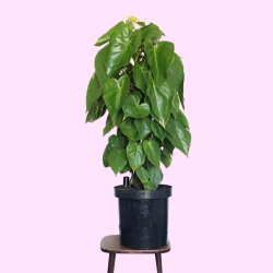 Heart Leaf Philodendron - Moss Pole - Extra Large - In 32CM Nursery Pot