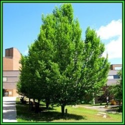 Carpinus Betulus - European Hornbeam - 50 Seeds - Tree Or Shrub New