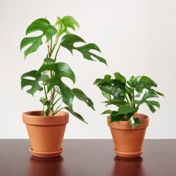 MINI Monstera - Vining - 14CM Nursery Pot Small Plant