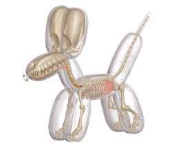 Jeronimo Human Anatomy - Balloon Dog Anatomy