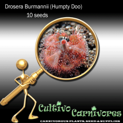 Drosera Burmannii Humpty Doo 10 Seeds Carnivorous Plant Seeds Sundew