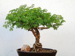 Acacia Karroo Bonsai Seed - 10 Bonsai Seeds
