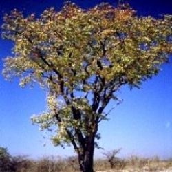 10 Colophospermum Mopane Seeds Mopanie Or Turpentine Tree - Indigenous