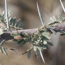 10 Acacia Haematoxylon Seeds - Grey Camel Thorn Vaalkameeldoring Tree - Beautiful Hardy Indigenous