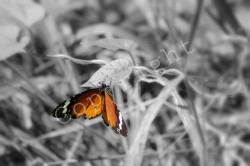 Photography Print By Shawn Papas Butterfly A2 Size