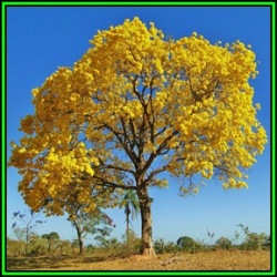 Tabebuia Chrysotricha - Golden Trumpet Tree - 10 Seed Pack - Exotic Tree - Flat Ship Rate - New