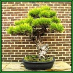 Pinus Thunbergii - Black Pine Bonsai - 10 Seeds + Gifts Seeds + Bonsai Ebook New