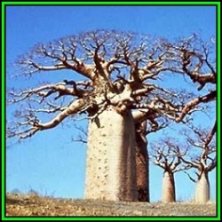 Adansonia Digitata - 20 Seed Pack - African Baobab Tree - Succulent + Free Gifts - New