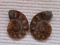 Aa Grade Fossil Ammonite Pair