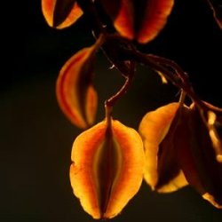 10 Combretum Hereroense Tree Seeds Russet Bushwillow - Indigenous Frost Hardy