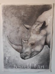 Rhino A Portrait