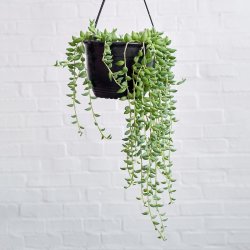 String Of Beads - 20CM Hanging Nursery Pot Shorter Plant