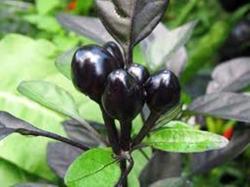 Chillies - Ultra Rare - Black Pearl Chilli Seeds - Chili - Chile - 10 Seeds