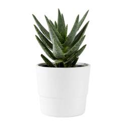 Aloe In Ceramic Pot
