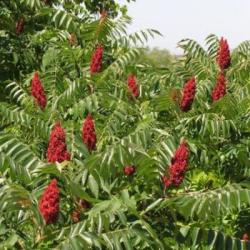 20 Rhus Typhina Seeds - Stag Horn Sumach Tree Seeds - Staghorn Sumach - Worldwide