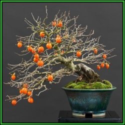Diospyros Virginiana Bonsai - American Persimmon - 5 Seed Pack + Bonsai Ebook - Exotic New
